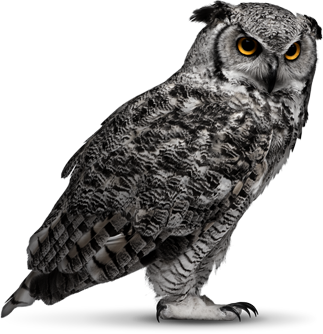 photo of an owl